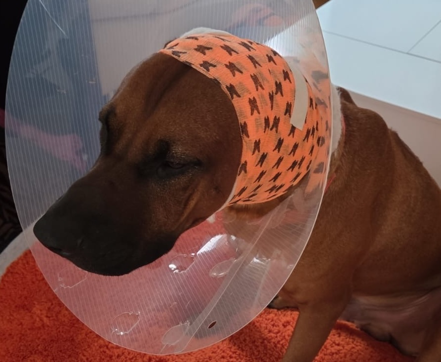 Ares nach OP durch einen Hundebiss am linken Ohr